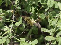 Salix aurita 5, Geoorde wilg, Saxifraga-Peter Meininger