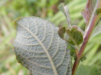 Salix aurita 7, Geoorde wilg, Saxifraga-Rutger Barendse