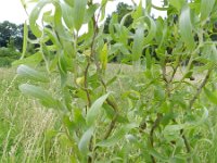 Salix babylonica 2, Krulwilg, Saxifraga-Rutger Barendse