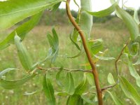 Salix babylonica 3, Krulwilg, Saxifraga-Rutger Barendse