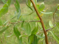 Salix babylonica 4, Krulwilg, Saxifraga-Rutger Barendse