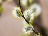 Salix caprea 10, Boswilg, Saxifraga-Bart Vastenhouw