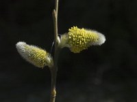 Salix caprea 2, Boswilg, Saxifraga-Jan van der Straaten