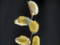 Salix caprea 4, Boswilg, Saxifraga-Jan Nijendijk