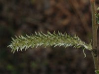 Salix caprea 5, Boswilg, female, Saxifraga-Jan van der Straaten