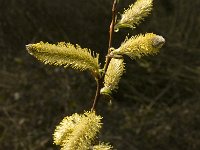Salix caprea 9, Boswilg, Saxifraga-Jan van der Straaten