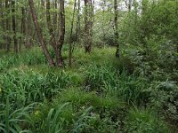 Salix cinerea 13, Grauwe wilg, Saxifraga-Hans Boll
