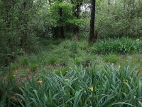 Salix cinerea 16, Grauwe wilg, Saxifraga-Hans Boll