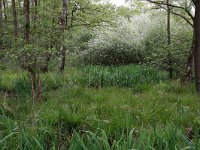 Salix cinerea 17, Grauwe wilg, Saxifraga-Hans Boll