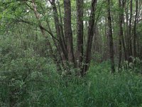Salix cinerea 19, Grauwe wilg, Saxifraga-Hans Boll