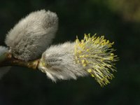 Salix cinerea 2, Grauwe wilg, female, Saxifraga-Jan van der Straaten