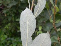 Salix cinerea 20, Grauwe wilg, Saxifraga-Rutger Barendse