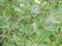 Salix cinerea 21, Grauwe wilg, Saxifraga-Rutger Barendse