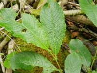 Salix cinerea 24, Grauwe wilg, Saxifraga-Rutger Barendse