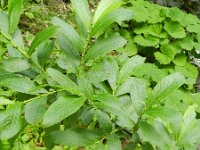 Salix cinerea 25, Grauwe wilg, Saxifraga-Rutger Barendse