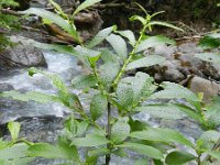 Salix cinerea 26, Grauwe wilg, Saxifraga-Rutger Barendse