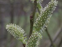 Salix cinerea 4, Grauwe wilg, Saxifraga-Rutger Barendse