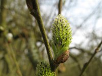 Salix cinerea 5, Grauwe wilg, Saxifraga-Rutger Barendse