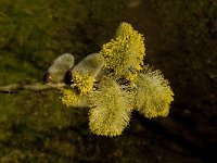 Salix cinerea 6, Grauwe wilg, Saxifraga-Marijke Verhagen