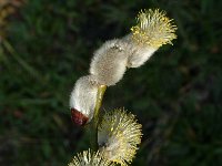 Salix cinerea 1, Grauwe wilg, female, Saxifraga-Jan van der Straaten