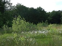 Salix cinerea 12, Grauwe wilg, Saxifraga-Hans Boll