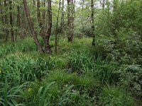 Salix cinerea 13, Grauwe wilg, Saxifraga-Hans Boll