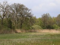 Salix cinerea 15, Grauwe wilg, Saxifraga-Hans Boll