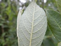 Salix cinerea 22, Grauwe wilg, Saxifraga-Rutger Barendse