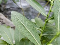 Salix cinerea 23, Grauwe wilg, Saxifraga-Rutger Barendse