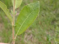 Salix cinerea 3, Grauwe wilg, Saxifraga-Peter Meininger