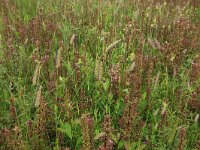 Salix cinerea 7, Grauwe wilg, Saxifraga-Hans Boll