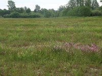 Salix cinerea 9, Grauwe wilg, Saxifraga-Hans Boll