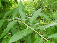 Salix dasyclados 2, Duitse dot, Saxifraga-Rutger Barendse