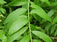 Salix dasyclados 3, Duitse dot, Saxifraga-Rutger Barendse