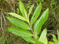 Salix dasyclados 4, Duitse dot, Saxifraga-Rutger Barendse
