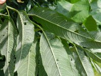 Salix dasyclados 5, Duitse dot, Saxifraga-Rutger Barendse