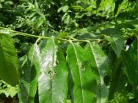 Salix dasyclados 6, Duitse dot, Saxifraga-Rutger Barendse