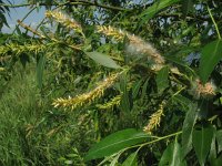 Salix fragilis 2, Kraakwilg, Saxifraga-Rutger Barendse