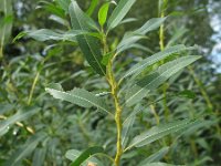 Salix fragilis 3, Kraakwilg, Saxifraga-Rutger Barendse
