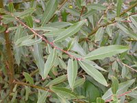 Salix fragilis 4, Kraakwilg, Saxifraga-Peter Meininger