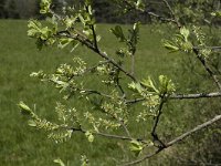 Salix helvetica, Swiss Willow