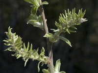 Salix helvetica 2, Saxifraga-Marijke Verhagen