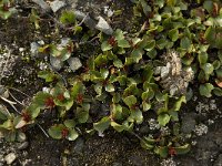Salix herbacea 10, Saxifraga-Willem van Kruijsbergen