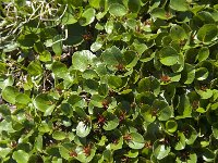 Salix herbacea 11, Saxifraga-Jan van der Straaten