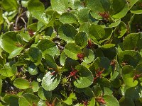 Salix herbacea 12, Saxifraga-Jan van der Straaten