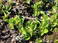Salix herbacea 13, Saxifraga-Jeroen Willemsen