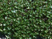 Salix herbacea 16, Saxifraga-Harry Jans
