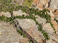 Salix herbacea 18, Saxifraga-Luuk Vermeer