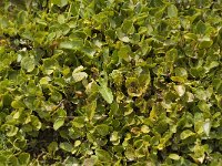 Salix herbacea 2, Saxifraga-Jan van der Straaten