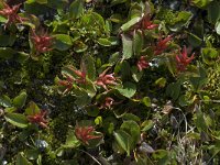 Salix herbacea 3, Saxifraga-Willem van Kruijsbergen